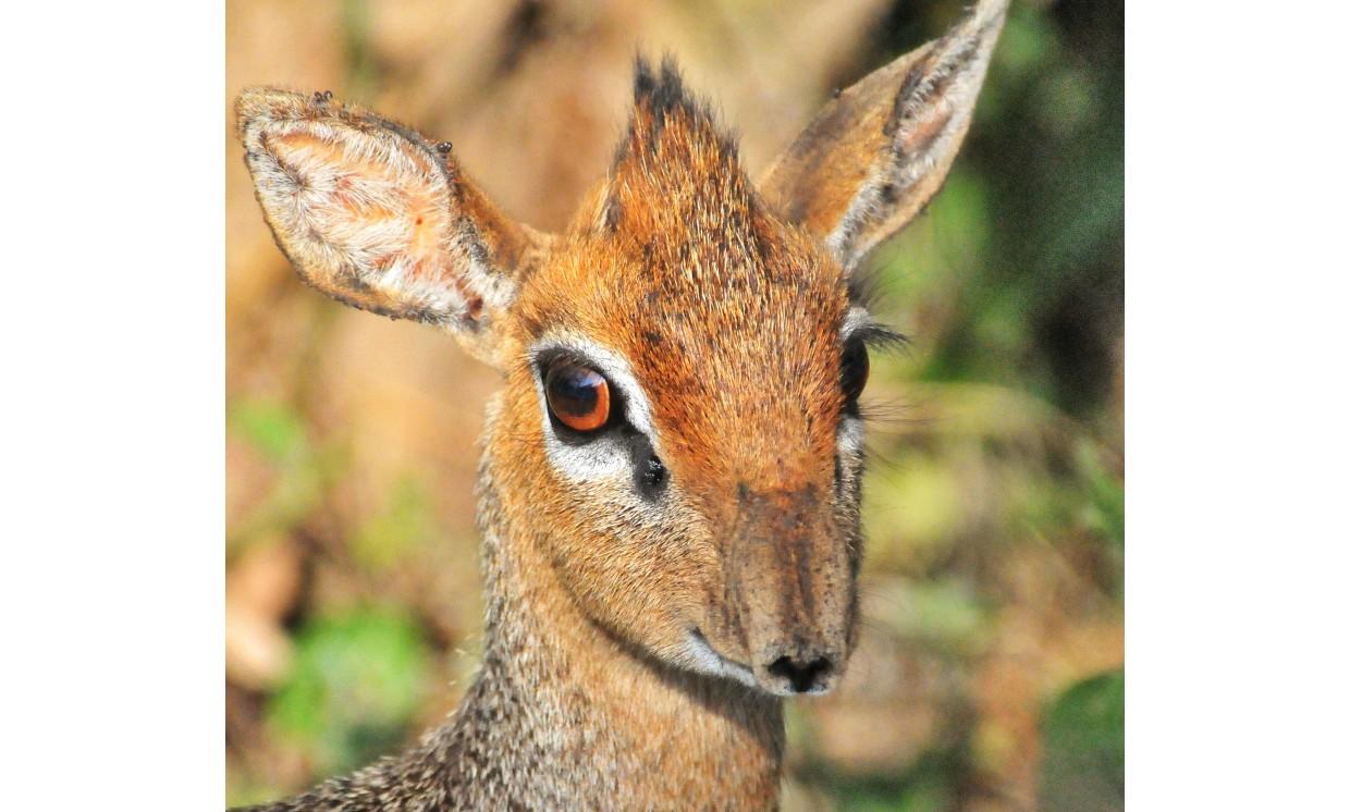 africa madoqua bushlands animal antelope