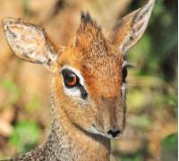 A small antelope