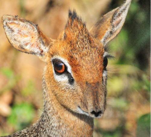 africa madoqua bushlands animal antelope