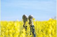 a field of flowers