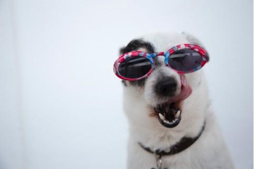 animal adorable dog
