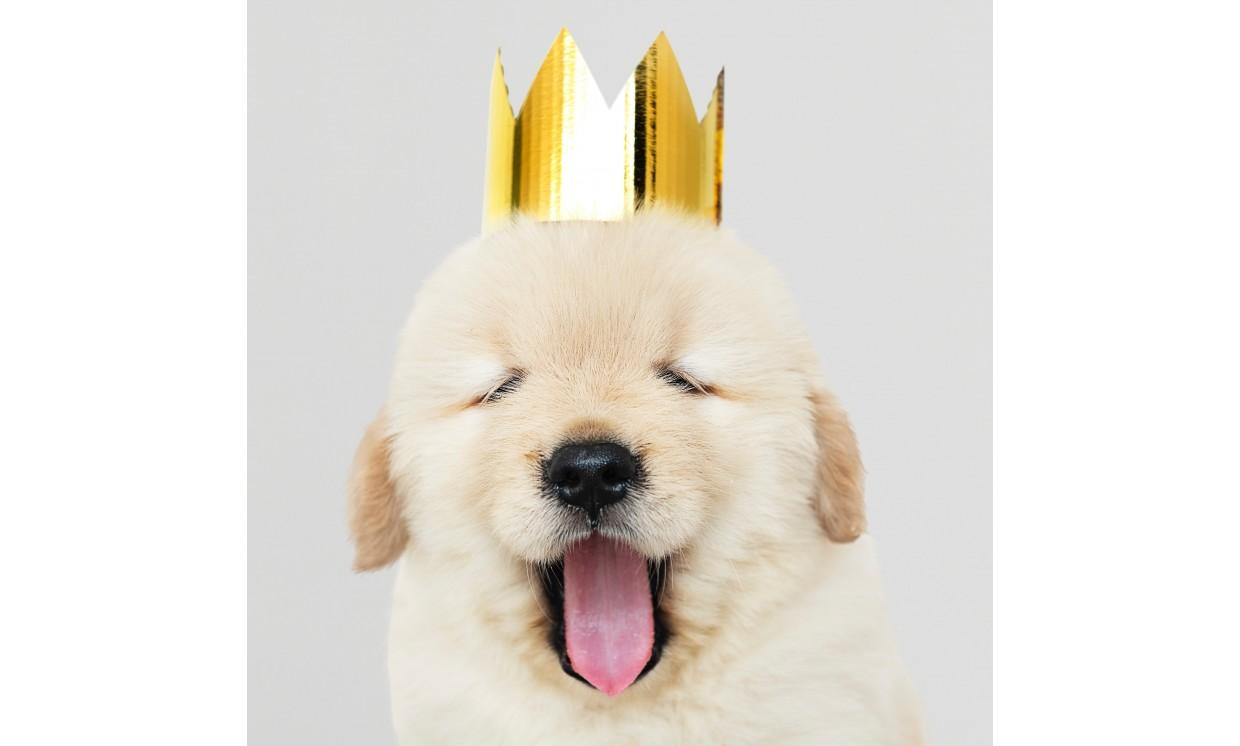animal adorable dog