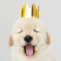 adorable dog