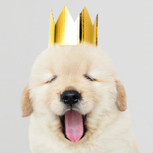 animal adorable dog