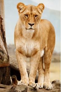 lion