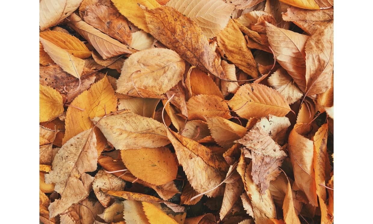background autumn leaves yellow gold