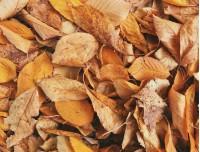 autumn touch