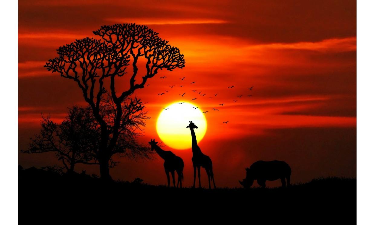 animal giraffe sunset tree