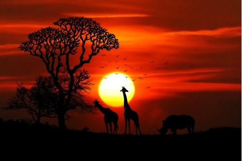 animal giraffe sunset tree