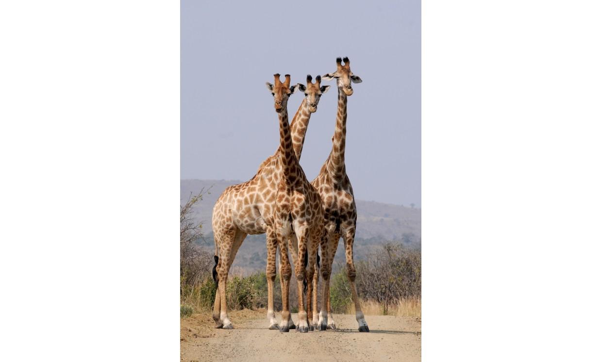 animal giraffe