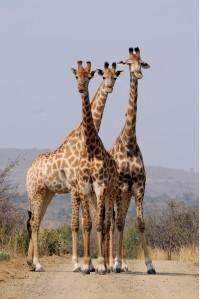 three giraffes