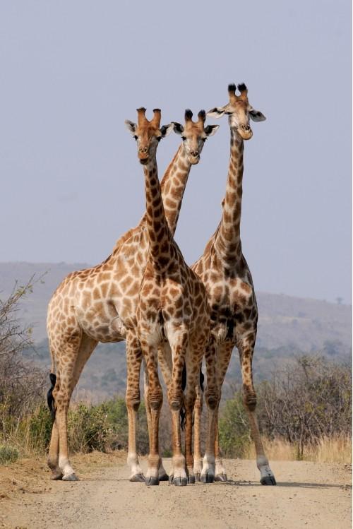 animal giraffe