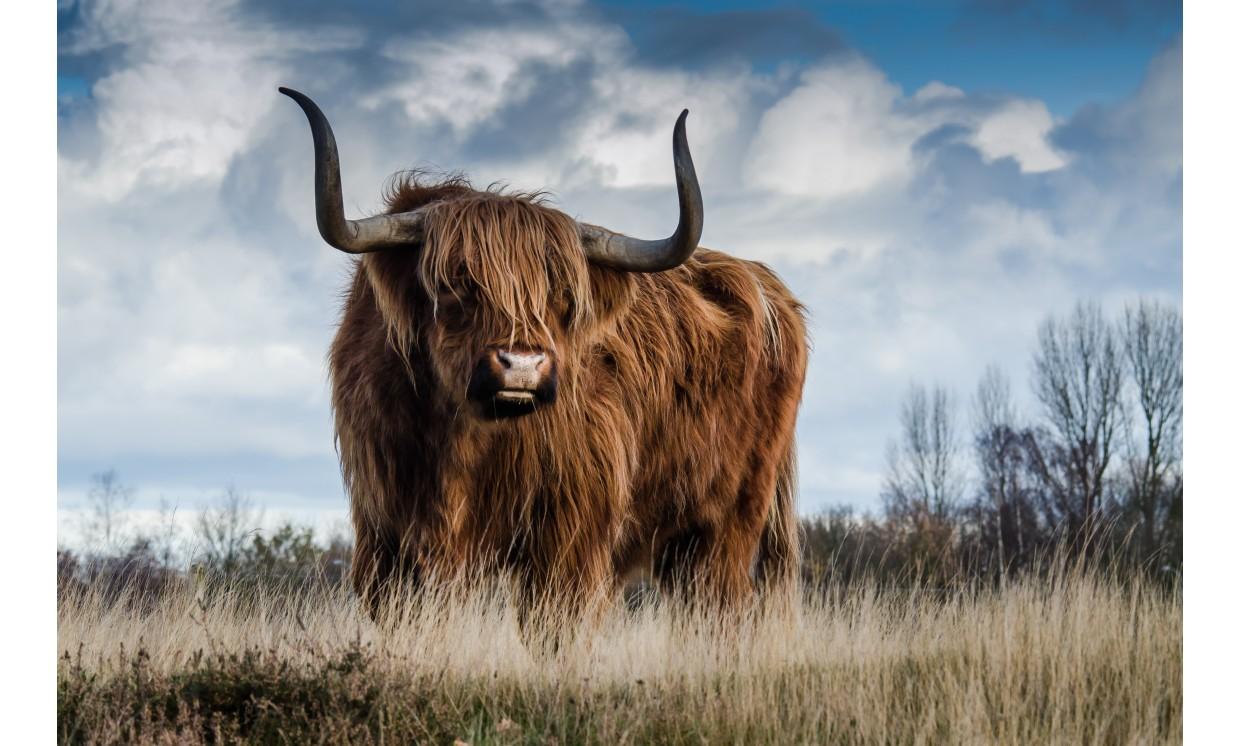 animal yak alone