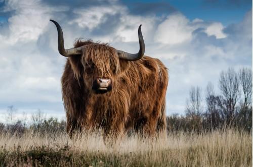 animal yak alone