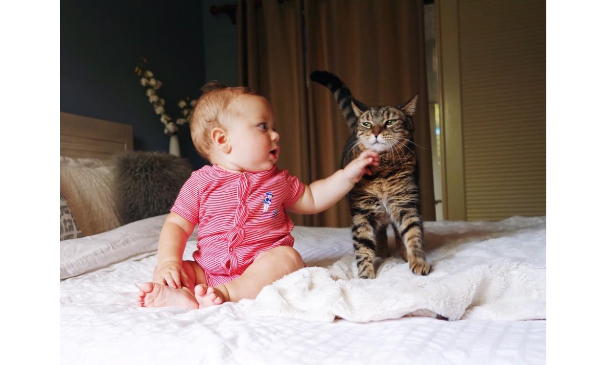 baby cute cat