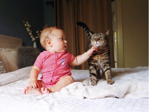 baby cute cat