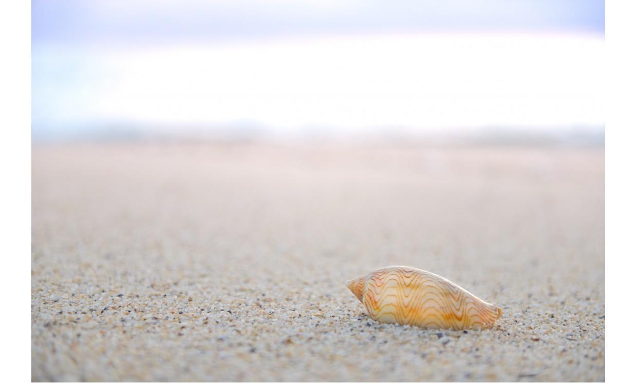 background beautiful shell sand beach