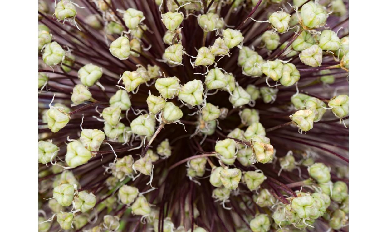 abstract flowers