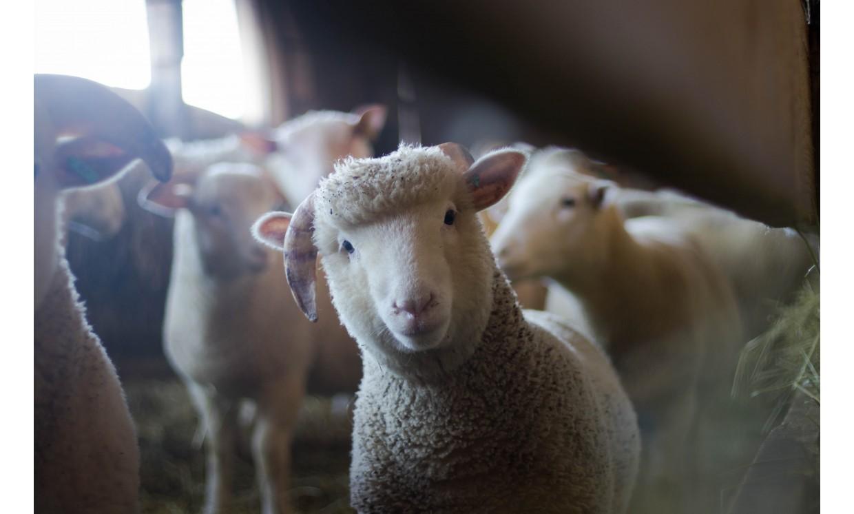 animal agriculture baby sheep