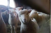 adorable sheep