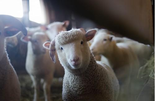 animal agriculture baby sheep