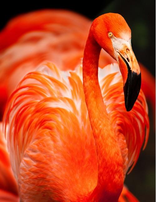 animal goose red