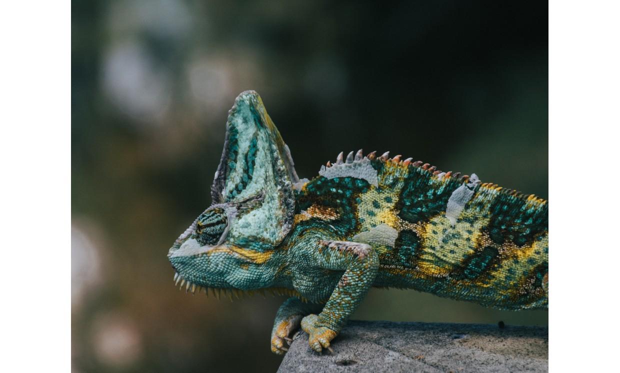 animal lizard colorful