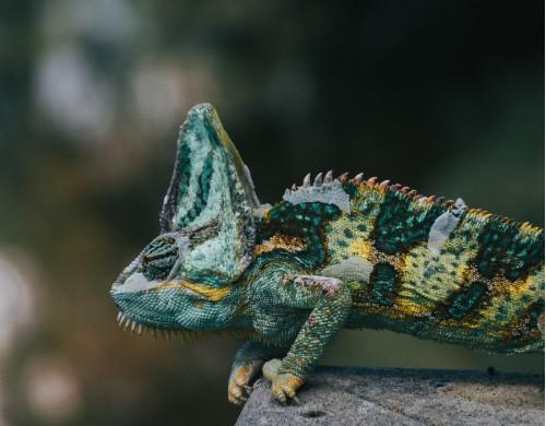 animal lizard colorful