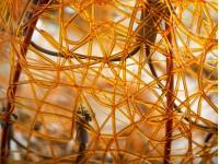 Twine