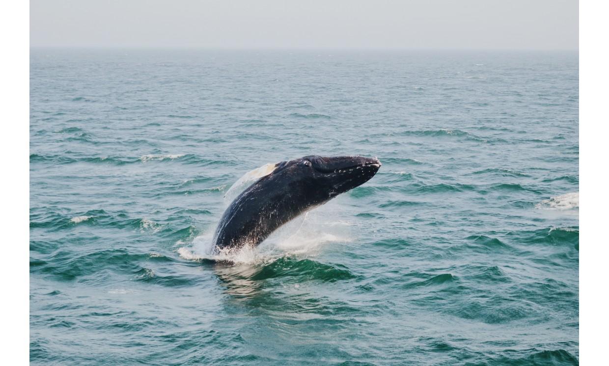 animal fish whale sea