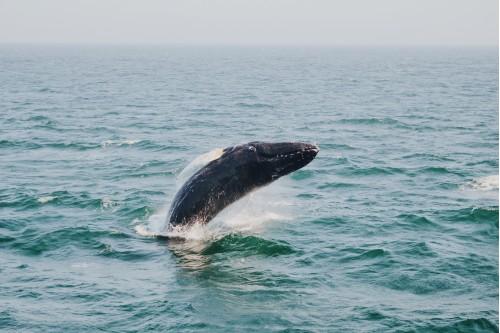 animal fish whale sea