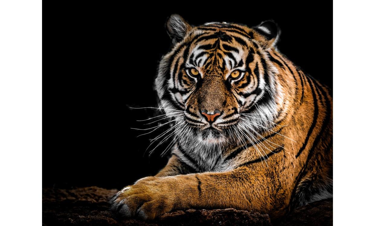 animal tiger king