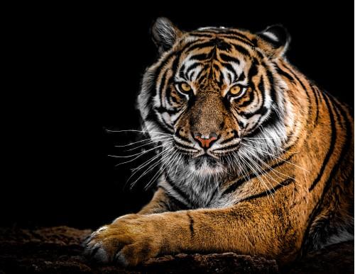 animal tiger king