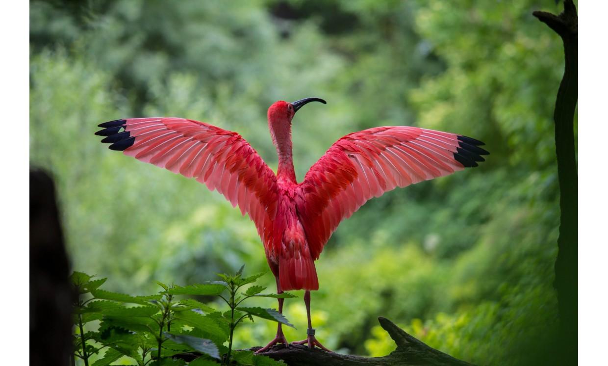 animal red crane crane bird