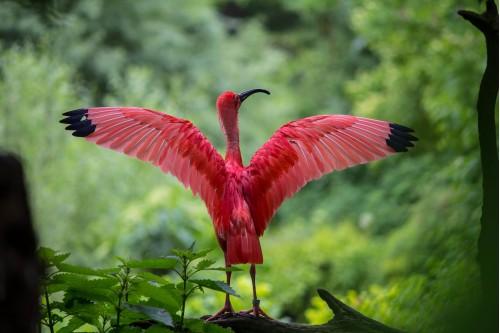 animal red crane crane bird