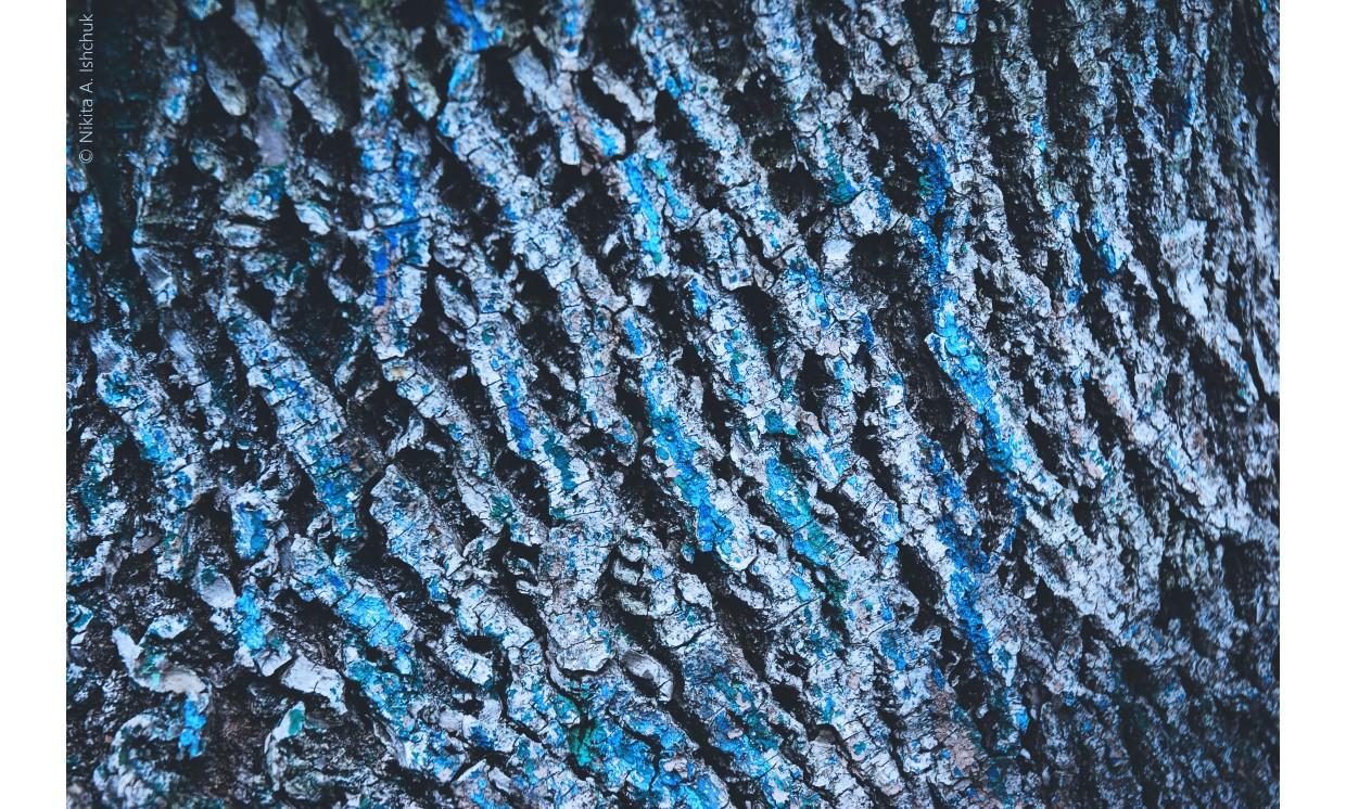 abstract tree bark