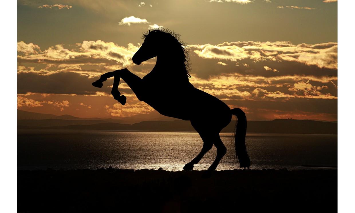 animal horse sunset sunrise