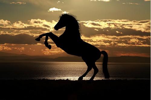 animal horse sunset sunrise