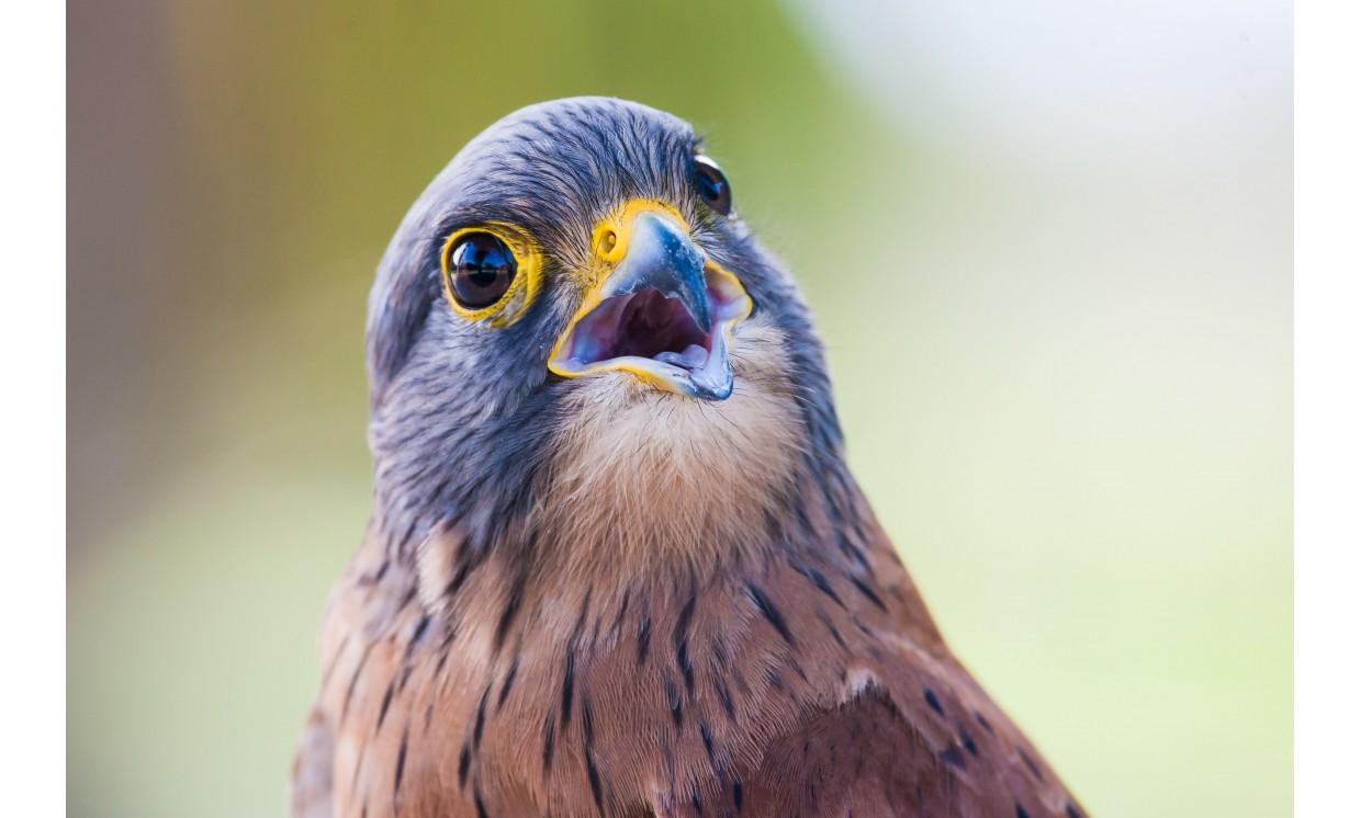 animal bird blue head bird
