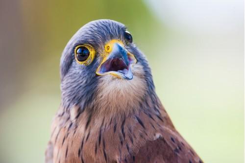 animal bird blue head bird
