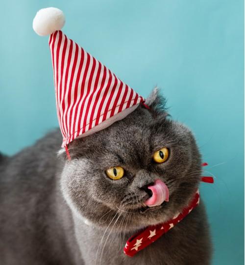 animal cat red hat