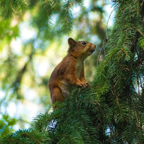 animal squirrel tree brown adorable