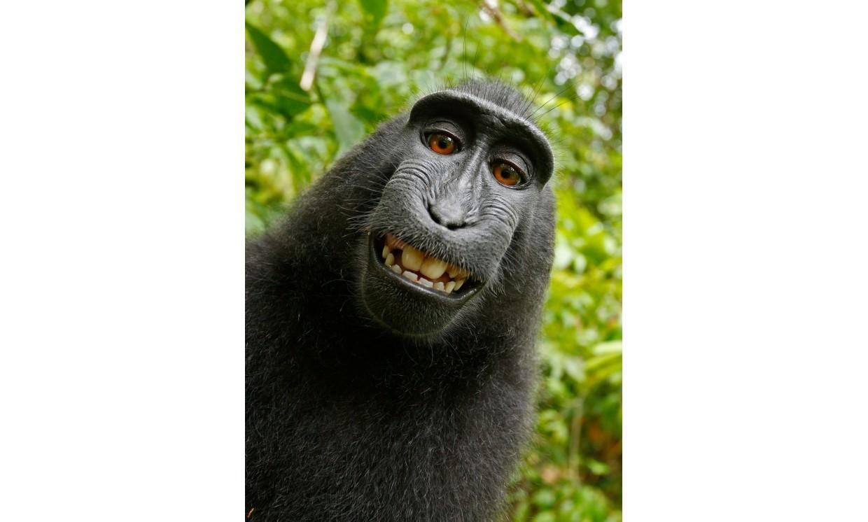 animal celebes crested macaque macaque smile