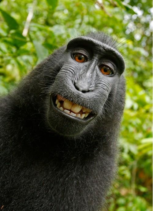 animal celebes crested macaque macaque smile