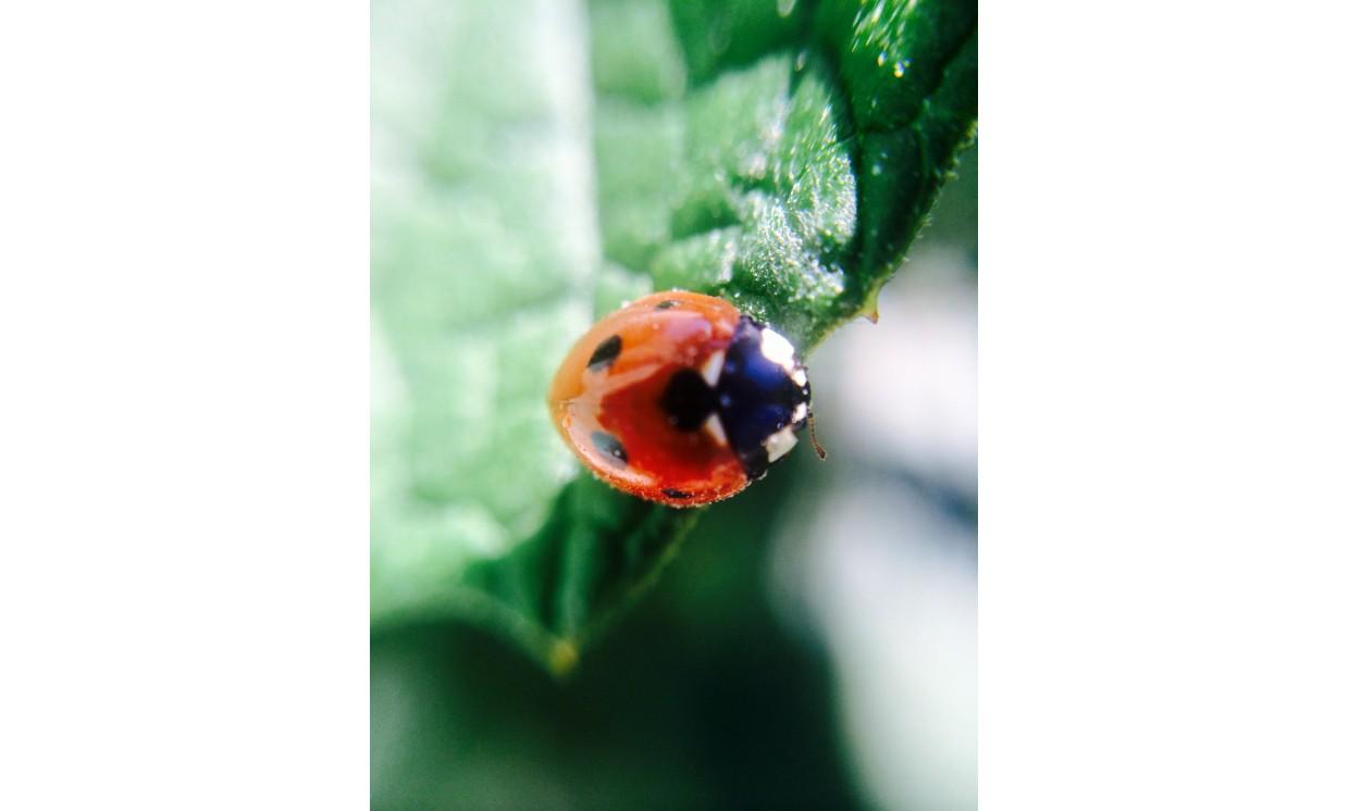 animal ladybug adorable red nature leaf widlife insect