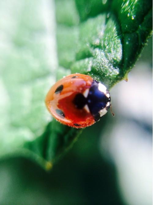 animal ladybug adorable red nature leaf widlife insect