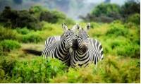 two zebras