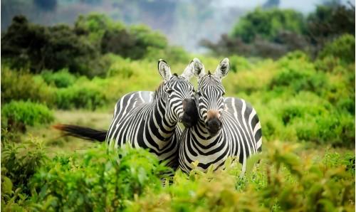 animal zebra nature