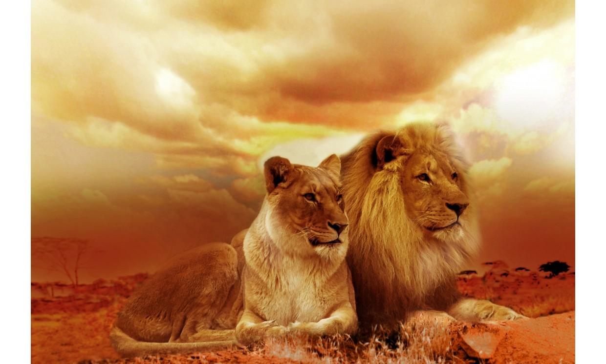 animal lion nature
