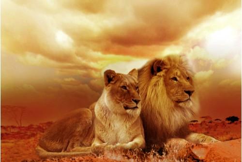 animal lion nature